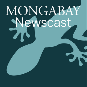 Listen to Mongabay Newscast in the App